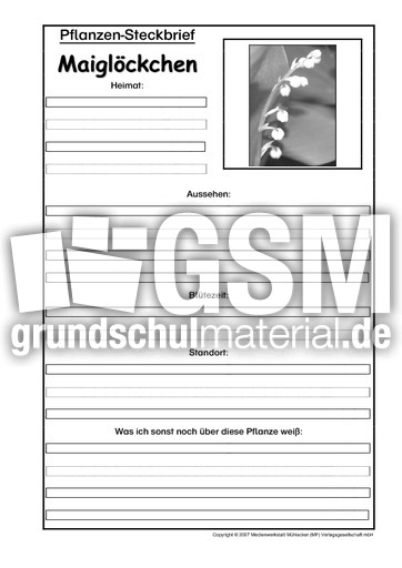 Pflanzensteckbrief-Maiglöckchen-SW.pdf